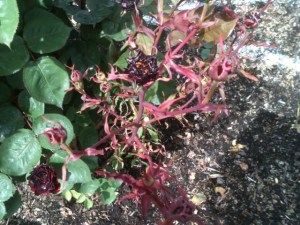 Foliar damage caused by herbicide overspray. 